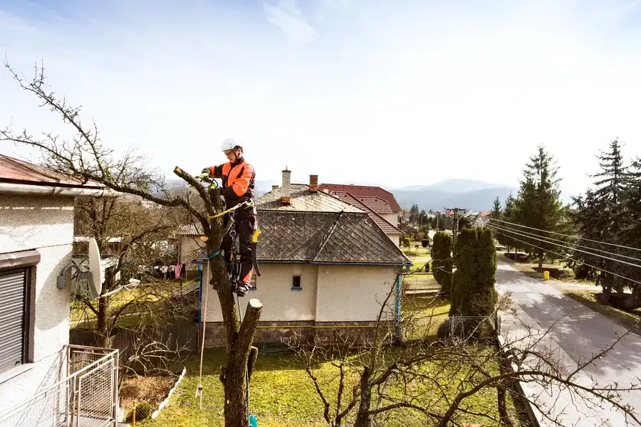 Benefits Of Regular Tree Inspections For Property Safety in Lynn MA Benefits Of Regular Tree Inspections For Property Safety in Lynn MA