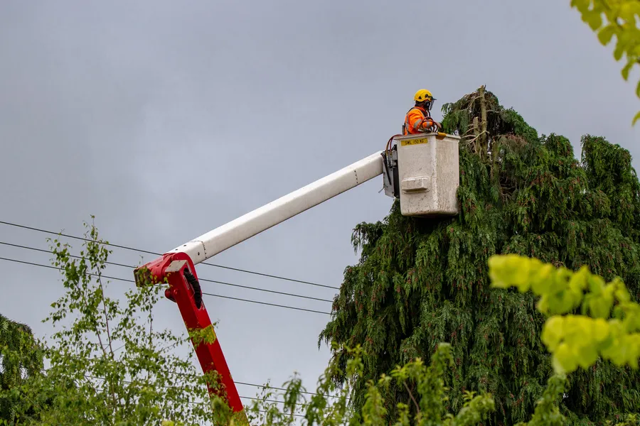 Excellent Tree Care Lynn MA Excellent Tree Care Lynn MA