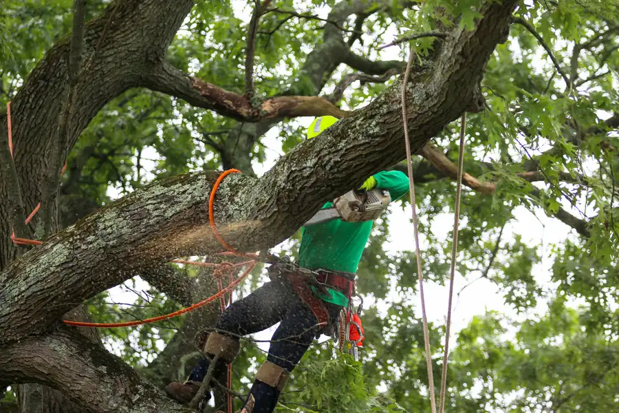 Quality Tree Care Lynn MA Quality Tree Care Lynn MA